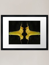 Angel Trumpet Mirror Image