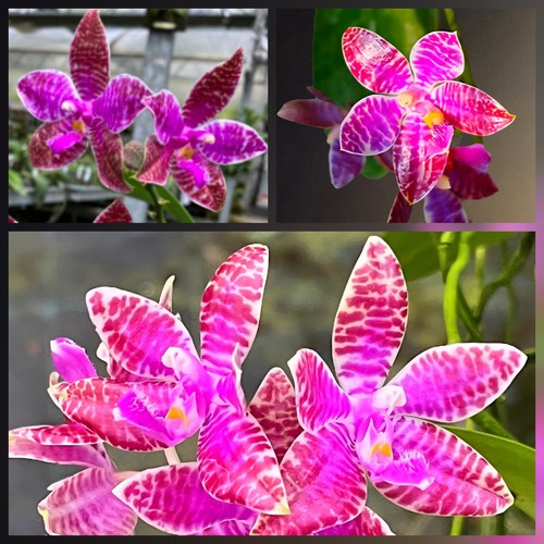 Rare phalaenopsis - rare,