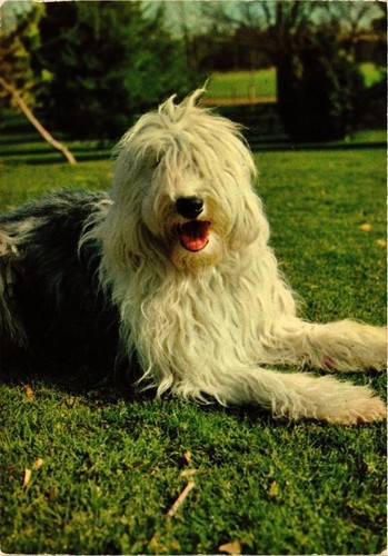 Cpm bobtail dogs - cpm,