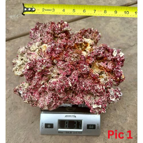 Rare fiji live rocks amazing - live,