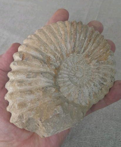 Ammonite fossil 770g - ammonite, natural