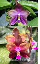 Phalaenopsis Mituo Blue Bear X LD Emerald Dragon Orchid Plant