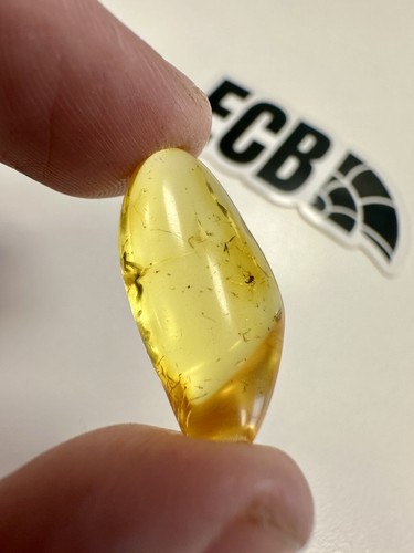 Baltic amber with mosquito - amber,