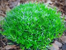 15 Sagina Subulata (Irish moss, SASU) seedling mini plug plants