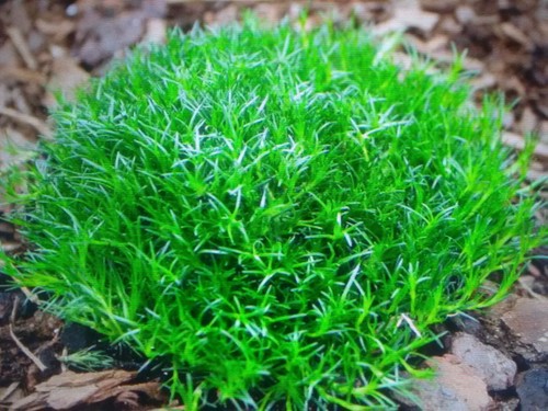 Sagina subulata irish - subulata, (irish