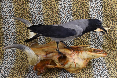 Taxidermy crow this - taxidermy, is