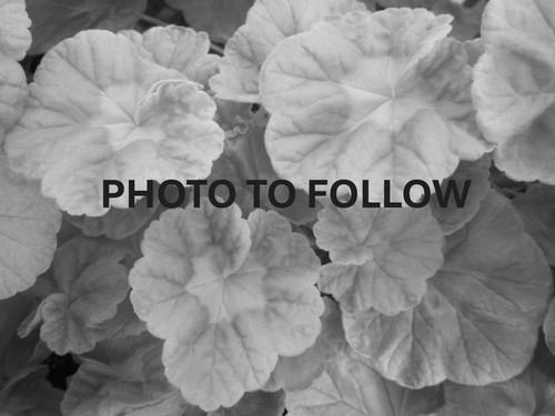 Pelargonium australian pink - pelargonium,