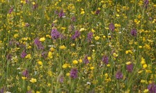 6000 Yellow Rattle Seeds. 2025 harvest.