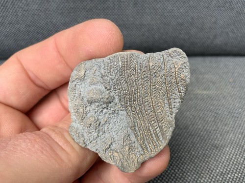 Rare jurassic crinoid - jurassic,