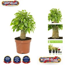Elegant Ficus Benjamina