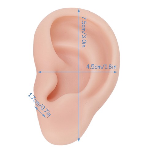 Silicone ear model - silicone, reusable