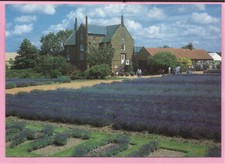 Norfolk Lavender Ltd, Caley Mill, Heacham, Norfolk postcard. 