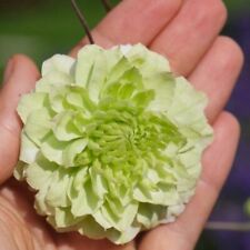 Clematis florida 'Manju' - 2x