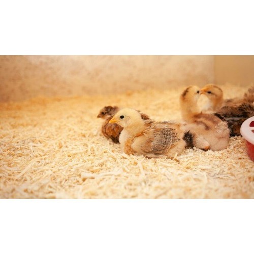 Animal bedding natural - natural, wood