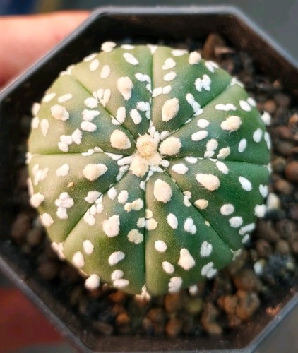 Astrophytum asterias star type - astrophytum,