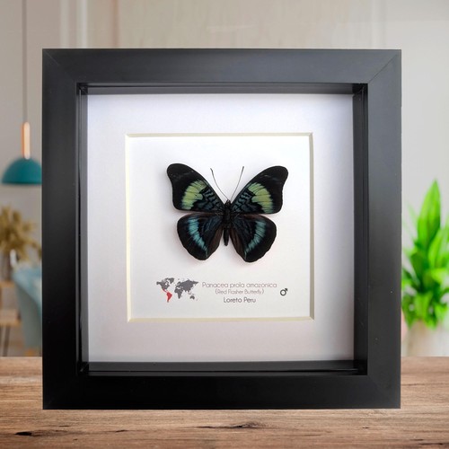 Framed red flasher butterfly - framed,