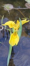 Yellow water iris flag - iris,,