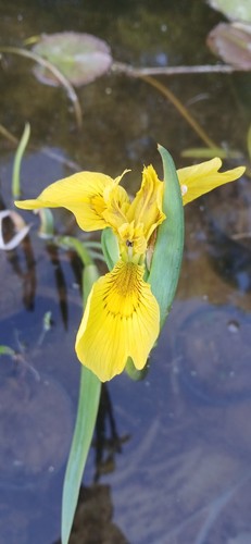 Yellow water iris - water, iris,