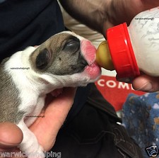 Royal canin milk puppy - milk, feeding