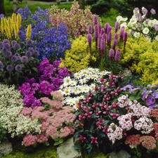 Perennial Plant Collection, 12