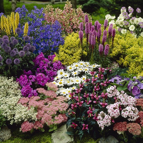 Perennial plant collection 12 - plant,