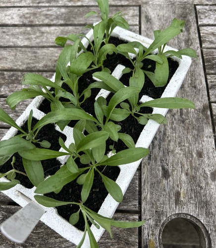Wallflower young plants fair - young,