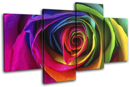 Colourful rainbow rose flower - rose,