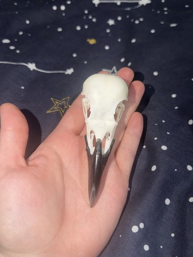 Crow skull complete - xl,