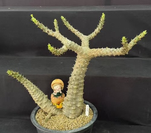 Pot 30cm rare plant - pot,
