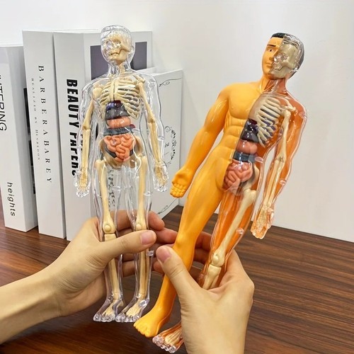 Human body torso - 3d,