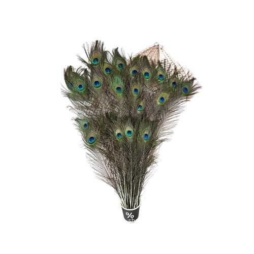 Natural peacock feathers - peacock,