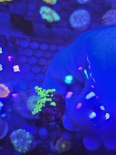 yellow dragon acropora sps