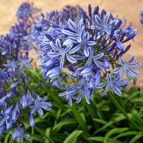 250 seeds lily of - ~250, !!!