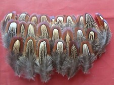 100 Pheasant Shoulder Feathers 2" - 3.5" /5cm - 10cm  - Church Window Feathers