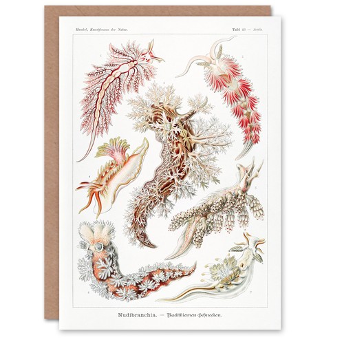 Ernst haeckel art card - ernst,