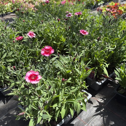 Dianthus raspberry 6pack - dianthus, raspberry-