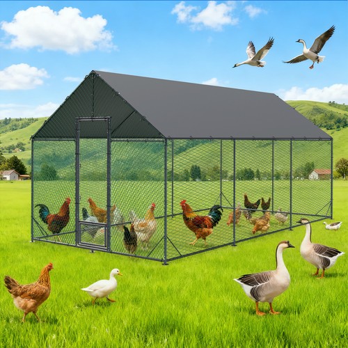 Large walk pet chicken - large, run