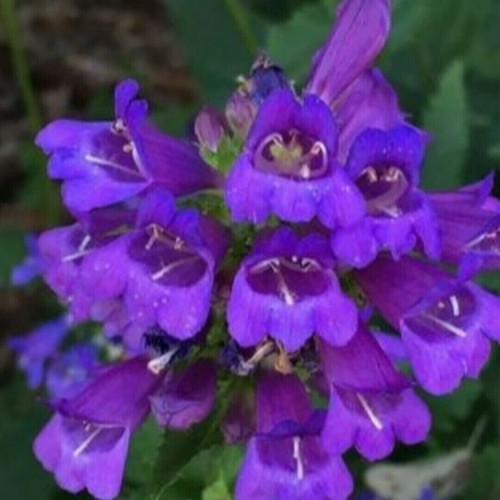 Penstemon serrulatus cascade - penstemon,