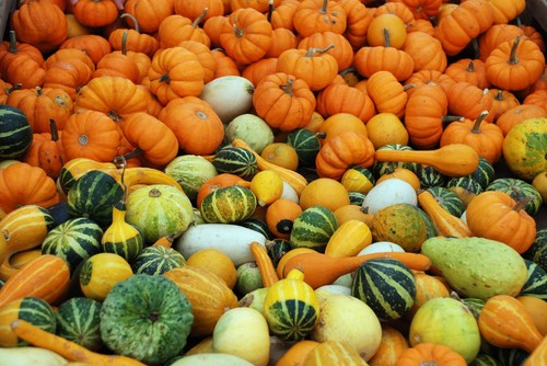 Ornamental gourd small fruited - gourd,