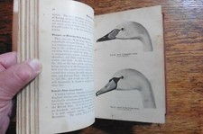1907 PRACTICAL WILDFOWLING PUNT GUNNING DUCK SHOOTING FIELD SPORTS DECOYS