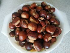 1KG Fresh Sweet Chestnuts for Roasting or Growing