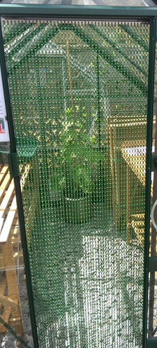 Green chain fly insect - fly,