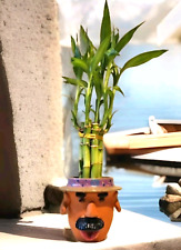 LUCKY BAMBOO 6 Plants 8 inches