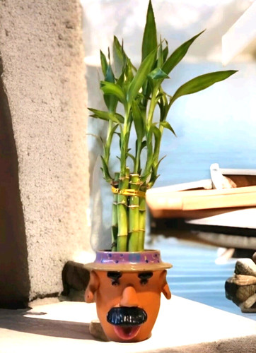 Lucky bamboo plants inches - bamboo, 6