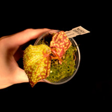 Sonerila sp. - Very Rare -