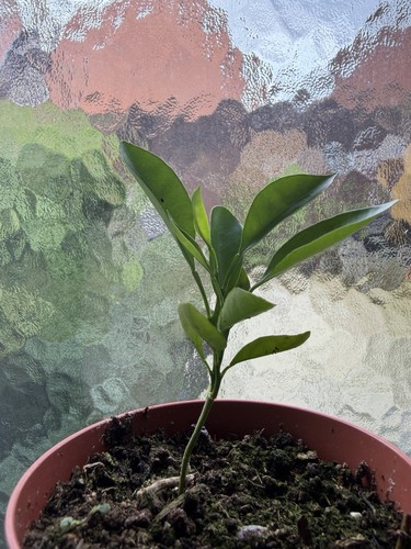 Citrus calamansi plant - citrus, potted