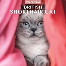 British Shorthair Cat 2026 Traditional Calendar