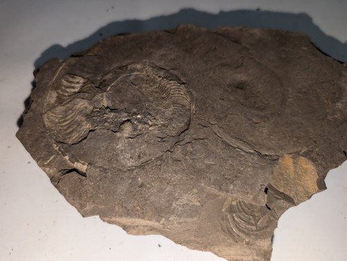 Pyritised ammonite fossil - pyritised, on