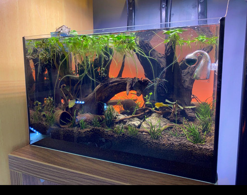 Aquarium professional fish - professional,