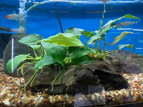 Anubias minima large - anubias,